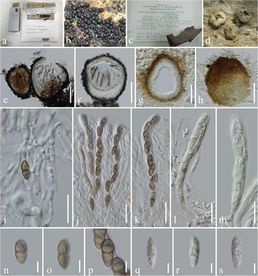 Reappraisal of Immotthia in Dictyosporiaceae, Pleosporales: Introducing Immotthia bambusae sp. nov. and Pseudocyclothyriella clematidis comb. et gen. nov. Based on Morphology and Phylogeny